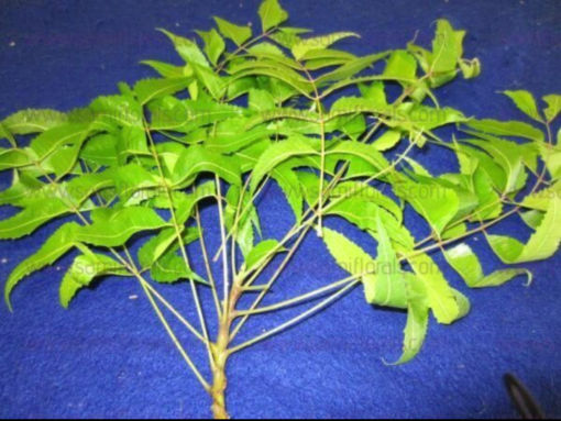 Neem Leaves – 5no.