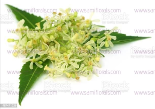 Neem Flowers - Small Pack